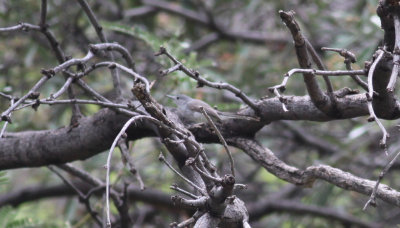 Black-capped Gnatcatcher