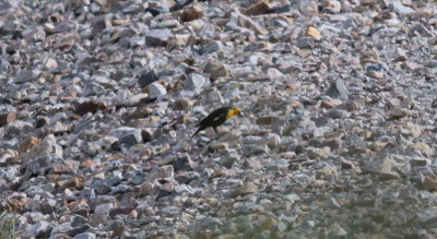 Yellow-headed Blackbird