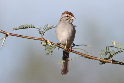 Rufous-winged Sparrow.
