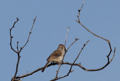 Rufous-winged Sparrow