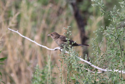 Varied Bunting