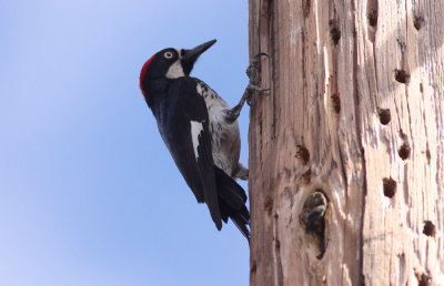 Acorn Woodpecker