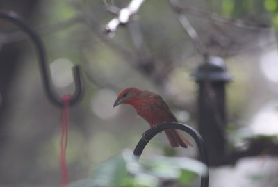 Hepatic Tanager