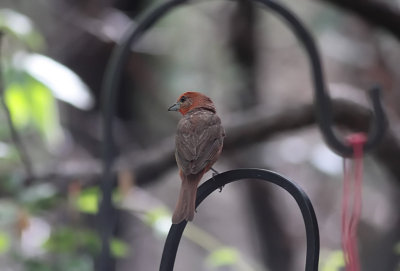 Hepatic Tanager