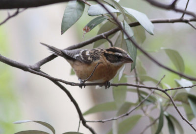 Black-headed Grosbeak