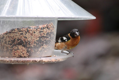 Black-headed Grosbeak.
