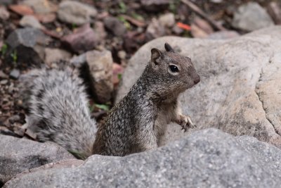 Rock Squirrel