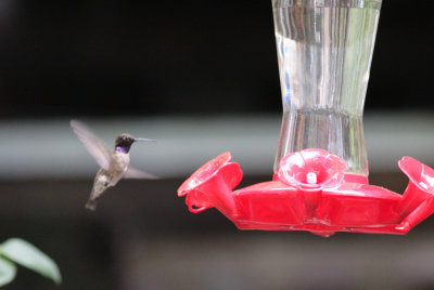 Black-chinned Hummingbird