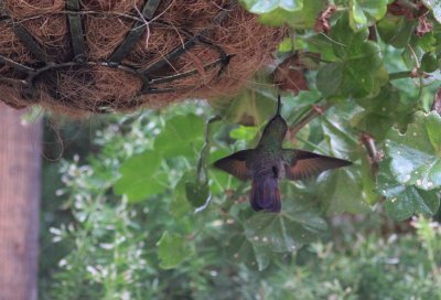 Berylline Hummingbird