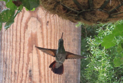 Berylline Hummingbird