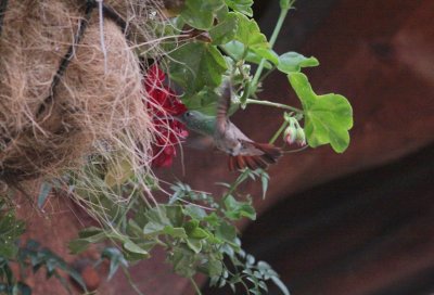Berylline Hummingbird