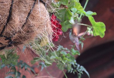Berylline Hummingbird