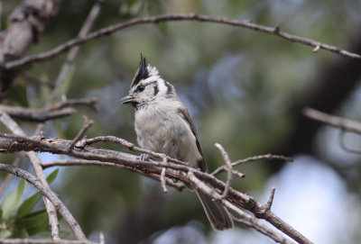 Bridled Titmouse