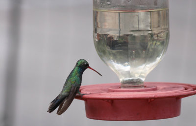 Broad-billed Hummingbird