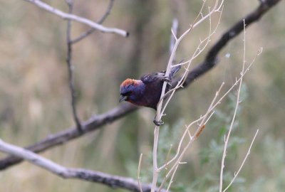 Varied Bunting