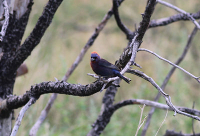 Varied Bunting