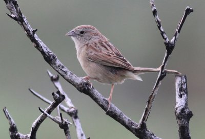 Botteri's Sparrow