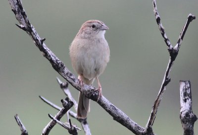 Botteri's Sparrow