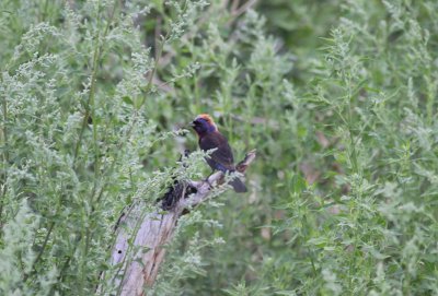 Varied Bunting