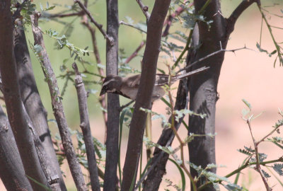 Black-throated Sparrow