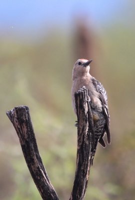 Gila Woodpecker