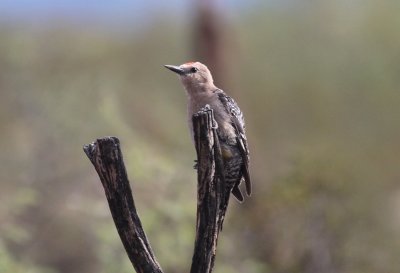 Gila Woodpecker