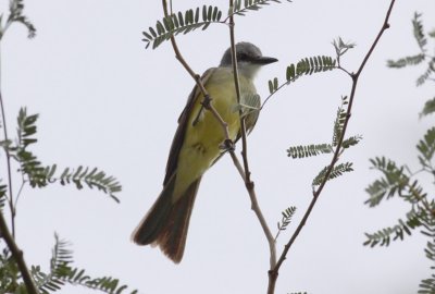 Tropical Kingbird