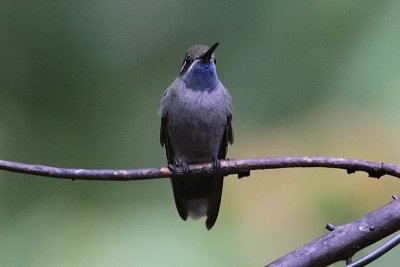 Blue-throated Hummingbird