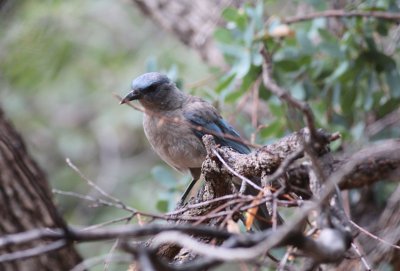 Mexican Jay
