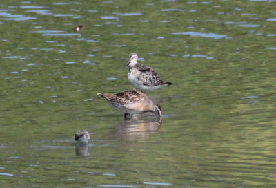 Stilt Sandpiper & Short-billed Dowitcher