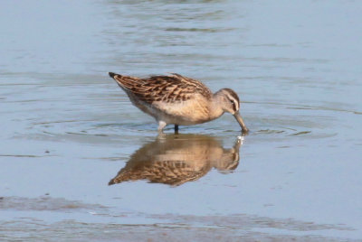 Short-billed Dowitcher