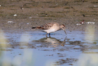 Pectoral Sandpiper