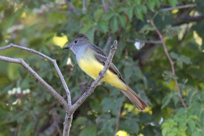 Great Crested Flycatcher