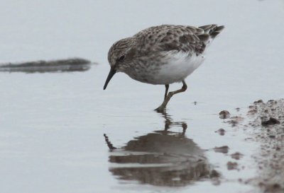 Least Sandpiper