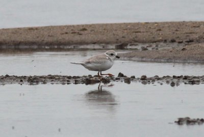 Piping Plover