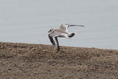 Piping Plover