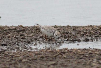 Piping Plover