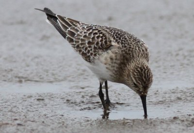 Baird's Sandpiper