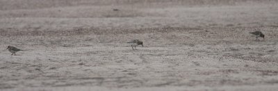 Baird's Sandpipers