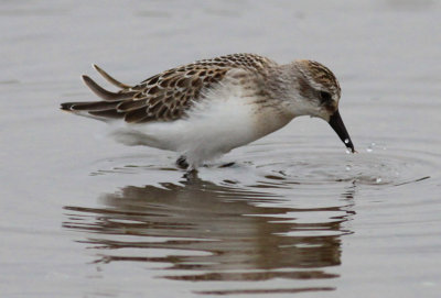 Semipalmated Sandpiper