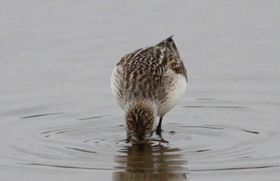 Semipalmated Sandpiper