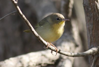 Common Yellowthroat