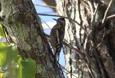 Yellow-bellied Sapsucker