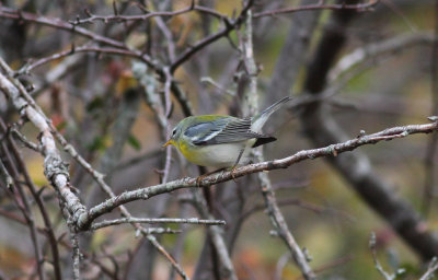 Northern Parula