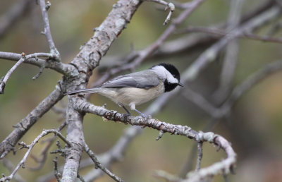 Carolina Chickadee