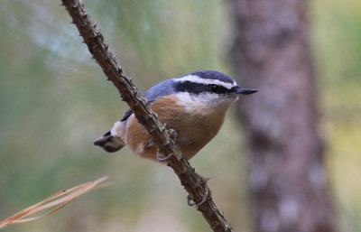 Red-breasted Nuthatch