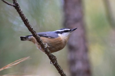 Red-breasted Nuthatch