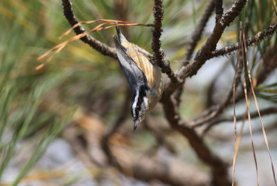 Red-breasted Nuthatch