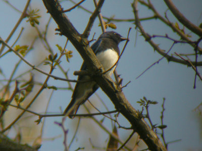 Blue-And-White Flycatcher