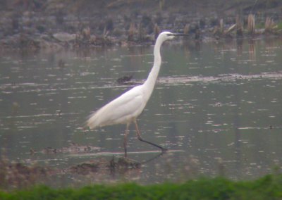 Great  (White) Egret